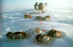 � ���������