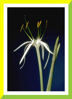 ������� �� ��������, �������� ������� 1024�768