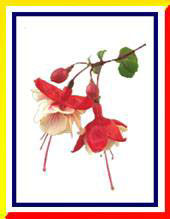 ������ ������������� �����������