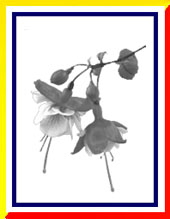 ������ ������������ �����������