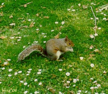 ��������. ������� �� ������������